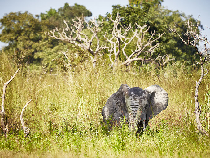 Wildlife wildlife